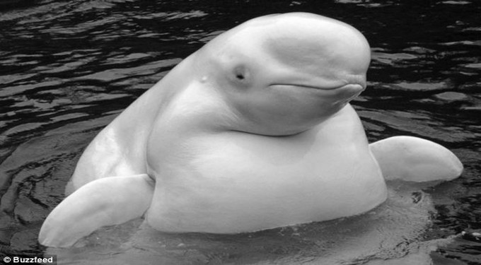 Beluga Whale