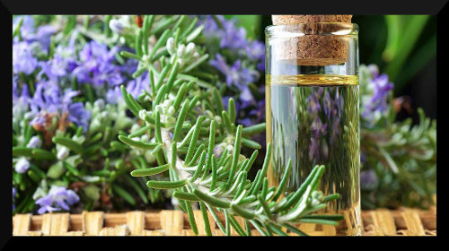 Rosemary Essential oil for hairloss (week1)